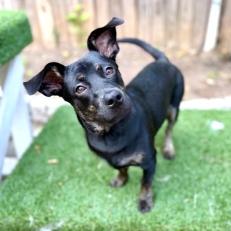 JOY - Mixed Breed, Medium (up to 44 lbs fully grown) / Mix available for adoption