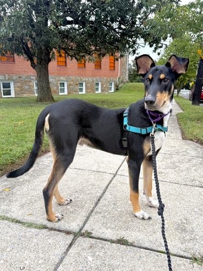 BAXTER - Shepherd / Mix available for adoption