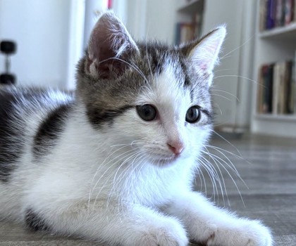 CORDEL - Domestic Shorthair / Mix available for adoption
