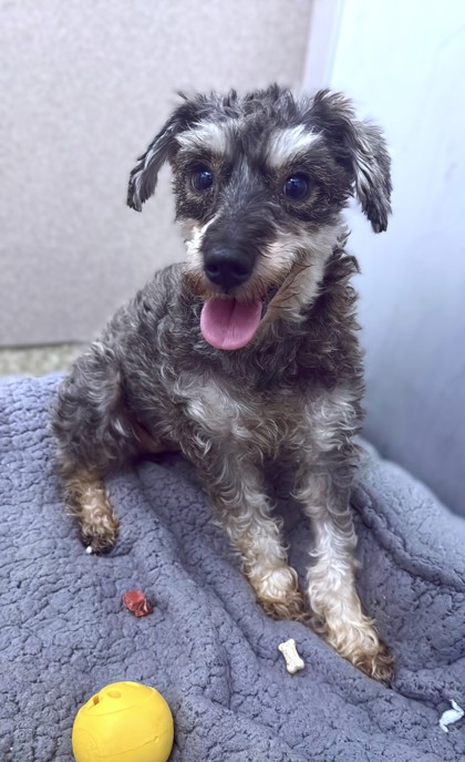 BOOGIE JONES - Yorkshire Terrier / Mix available for adoption
