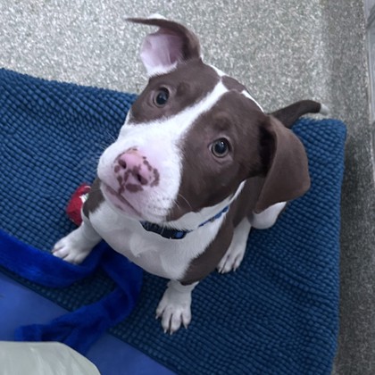 NESSA - Mixed Breed, Medium (up to 44 lbs fully grown) / Mix available for adoption