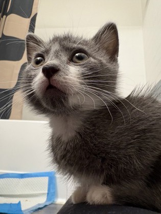 SELENE - Domestic Shorthair / Mix available for adoption