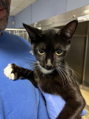 JAN BRADY - Domestic Shorthair / Mix available for adoption