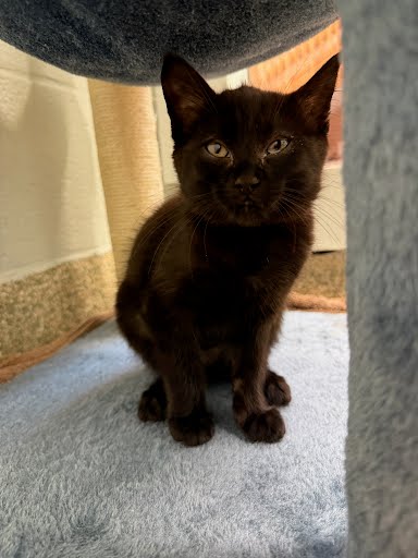 VIVIAN - Domestic Shorthair / Mix available for adoption