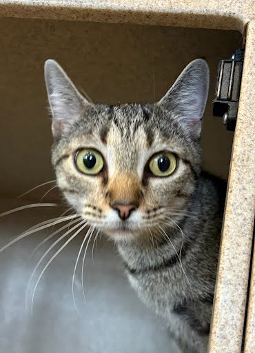 PHOEBE - Domestic Shorthair / Mix available for adoption