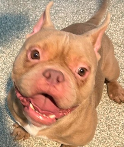 BIG BOY - Mixed Breed, Small (under 24 lbs fully grown) / Mix available for adoption