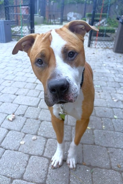 THYME - Pit Bull Terrier / Mix available for adoption