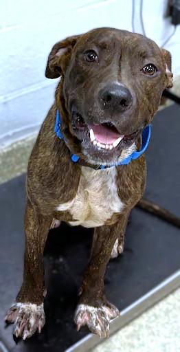 CURIOUS GEORGE - Pit Bull Terrier / Mix available for adoption