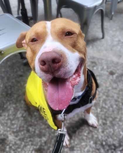 MR. FANTASY - Pit Bull Terrier / Mix available for adoption