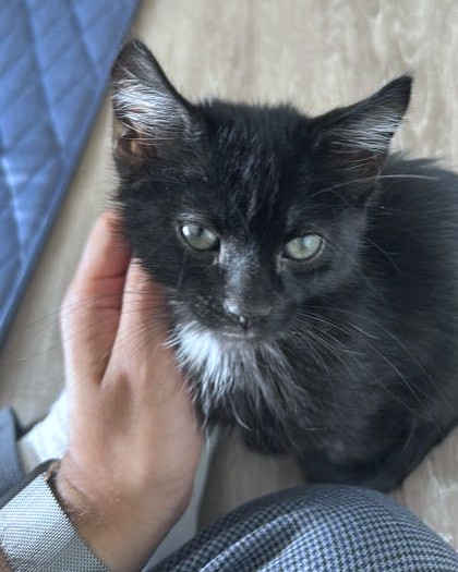 FIREFLY - Domestic Shorthair / Mix available for adoption