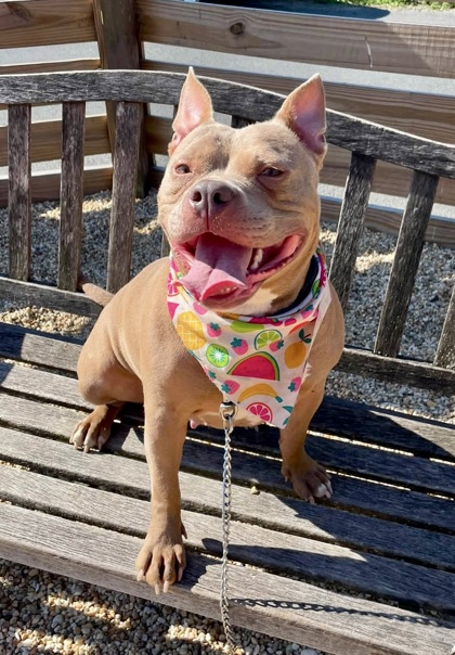 ARTEMIS - Pit Bull Terrier / Mix available for adoption