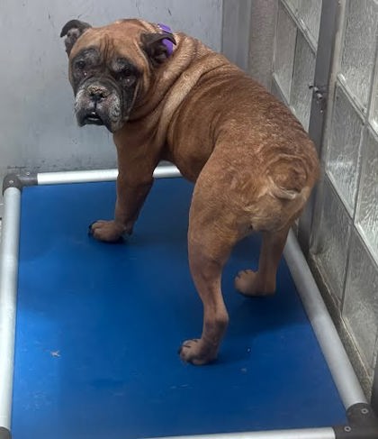 KOKO BEAN - Bulldog / Mix available for adoption