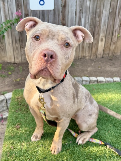 GLOW - Pit Bull Terrier / Mix available for adoption