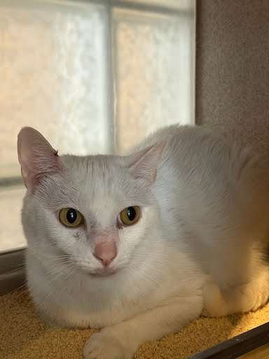 ANNABELLE - Domestic Shorthair / Mix available for adoption
