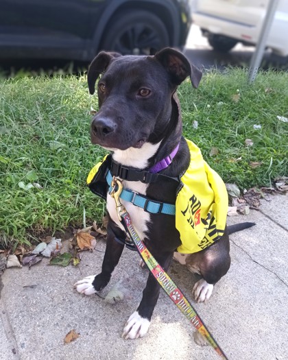 CHA CHA SHAKES - Pit Bull Terrier / Mix available for adoption