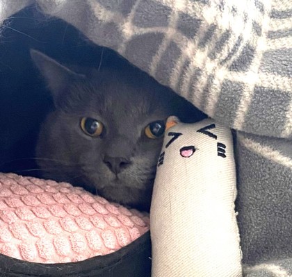 ALWYN - Domestic Shorthair / Mix available for adoption