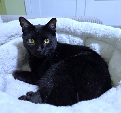 CHAKA - Domestic Shorthair / Mix available for adoption