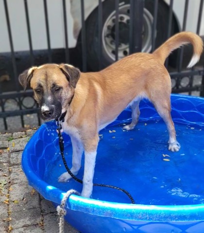 BUMPER BOAT - Anatolian Shepherd / Mix available for adoption
