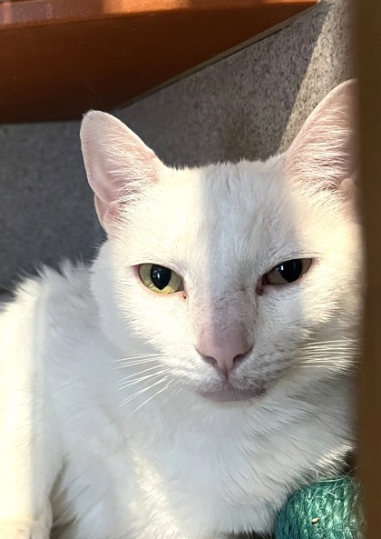 ANNABELLE - Domestic Shorthair / Mix available for adoption