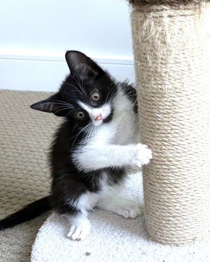 STARFISH - Domestic Shorthair / Mix available for adoption