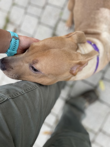 CURRY - Pit Bull Terrier / Mix available for adoption