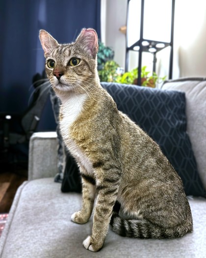 PHLOX - Domestic Shorthair / Mix available for adoption