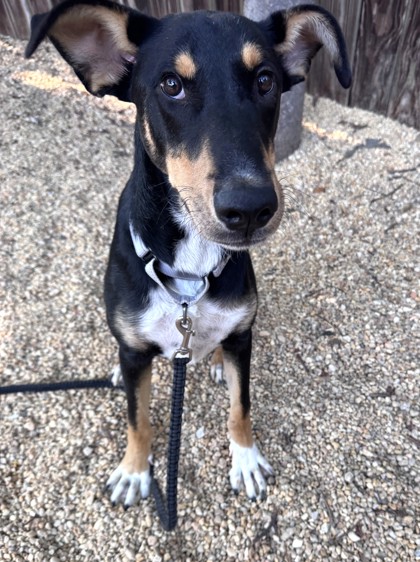 BAXTER - Shepherd / Mix available for adoption