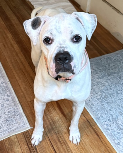 TRAPPER - Boxer / Mix available for adoption