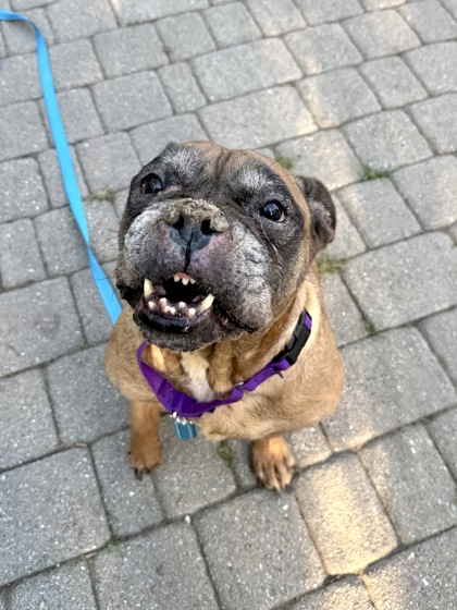 KOKO BEAN - Bulldog / Mix available for adoption