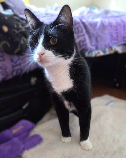 NINO - Domestic Shorthair / Mix available for adoption