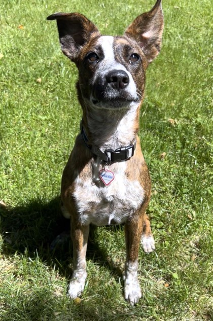 LILLIAN - Australian Cattle Dog / Mix available for adoption