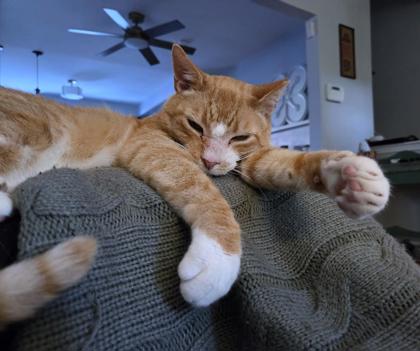 DUKE DUCHESS - Domestic Shorthair / Mix available for adoption