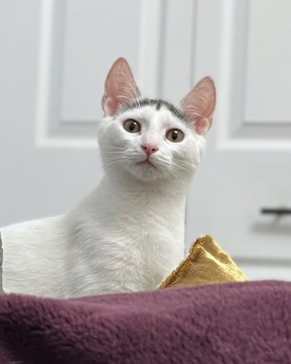 MAGIC DRAGON - Domestic Shorthair / Mix available for adoption
