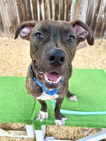 CURIOUS GEORGE - Pit Bull Terrier / Mix available for adoption