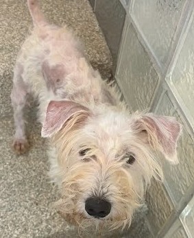 BUBBLEGUM BUCKS - Miniature Schnauzer / Mix available for adoption