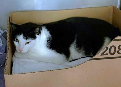 BLUEY - Domestic Shorthair / Mix available for adoption