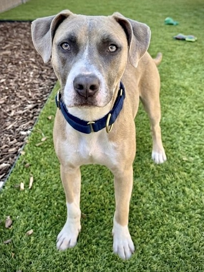 KLINGER - Mixed Breed, Medium (up to 44 lbs fully grown) / Mix available for adoption