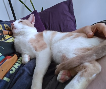 TOPPY - Domestic Shorthair / Mix available for adoption