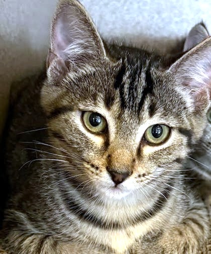 ASTER - Domestic Shorthair / Mix available for adoption