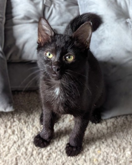 DERRICK BARRY - Domestic Shorthair / Mix available for adoption