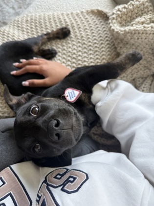 JOY - Mixed Breed, Medium (up to 44 lbs fully grown) / Mix available for adoption