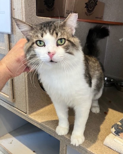 OTTAWA - Domestic Shorthair / Mix available for adoption