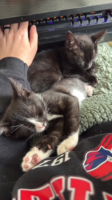OTHELLO - Domestic Shorthair / Mix available for adoption