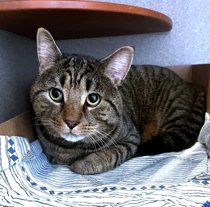 BRUNO - Domestic Shorthair / Mix available for adoption