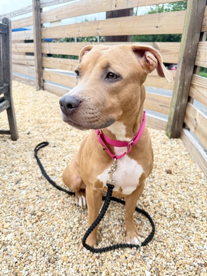 BEAUTIFUL - Pit Bull Terrier / Mix available for adoption