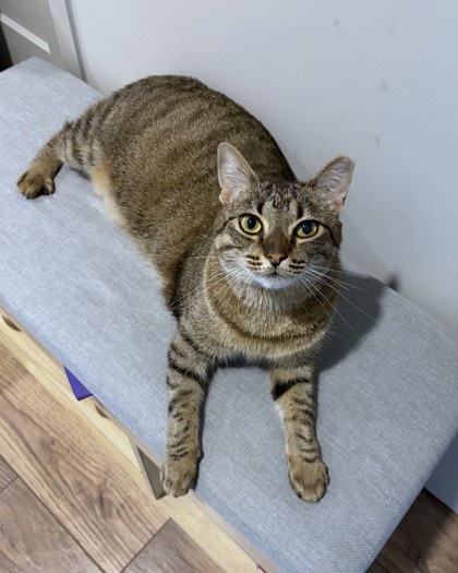PAWNEE - Domestic Shorthair / Mix available for adoption