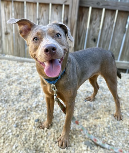 AUBRY - Mixed Breed, Medium (up to 44 lbs fully grown) / Mix available for adoption
