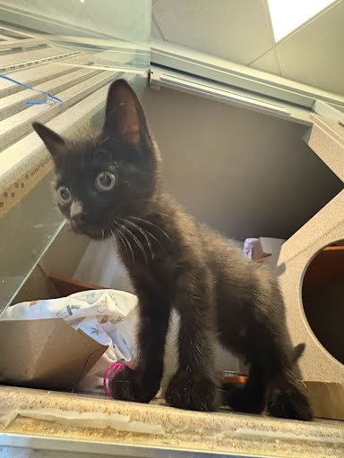 BINX - Domestic Shorthair / Mix available for adoption