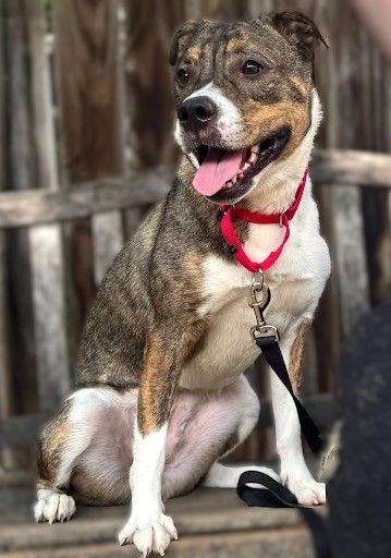 KIOKA - Retriever / Mix available for adoption
