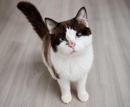 FENDI - Domestic Shorthair / Mix available for adoption